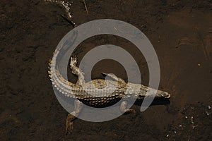 Crocodile (Crocodilia)