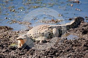 Crocodile (Crocodilia)