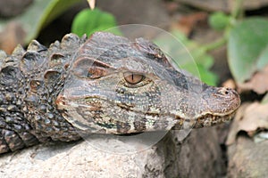 Crocodile (Crocodilia)