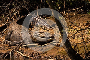 Crocodile (Crocodylidae) Australia