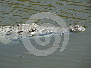 Crocodile (Crocodylus acutus)