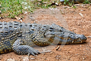Crocodile, Crocodylus niloticus, Madagascar