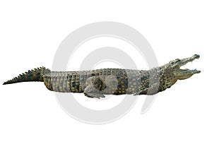 crocodile (crocodylus niloticus) with open mouth isolated on a white