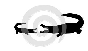 Crocodile And Cub Silhouette White Background