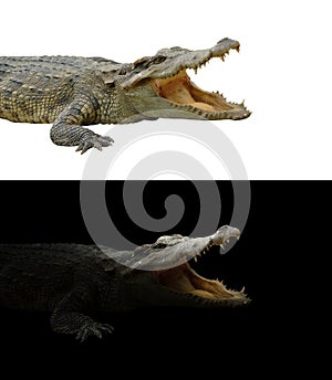 Crocodile on dark and white background