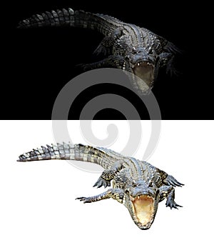 Crocodile on dark and white background