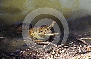 CROCODILE DE JOHNSTON crocodylus johnstoni