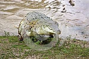 CROCODILE DE L`ORENOQUE crocodylus intermedius