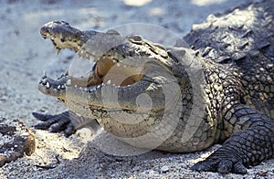 CROCODILE DE MORELET crocodilus moreletii