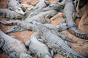 Crocodile Den (South Africa)