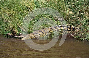 CROCODILE DU NIL crocodylus niloticus