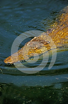 CROCODILE DU NIL crocodylus niloticus