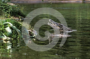 CROCODILE DU NIL crocodylus niloticus