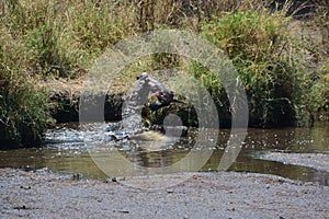 Crocodile eating gazelle on safari Tanzania