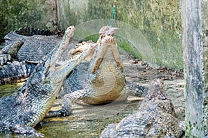 Crocodile eating meat during feeding time at the mini zoo crocodile farm