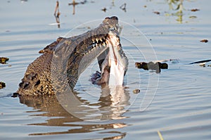 Crocodile eating prey