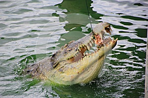 Crocodile eats chicken in Thailand