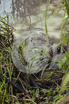 Crocodile from Ecuador, Guayas River photo