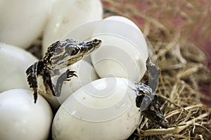 Crocodile eggs