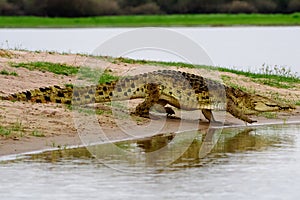 Crocodile entering the water