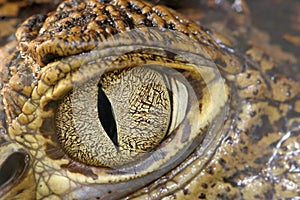 Crocodile eye