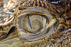 Crocodile eye
