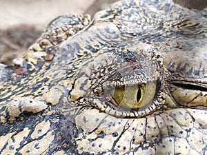 Crocodile eye