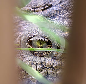 Crocodile eye