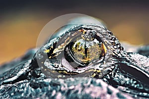 Crocodile eye