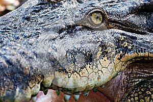 Crocodile eye