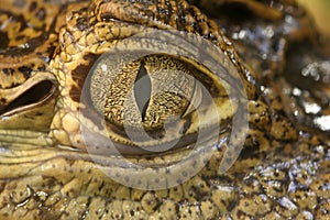 Crocodile eye photo