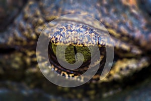Crocodile eye (alligator)