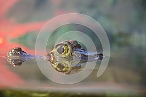 Crocodile eyes above the water surface