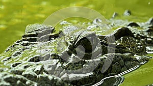 Crocodile eyes under the water close-up. Reptile predator waiting for its victim