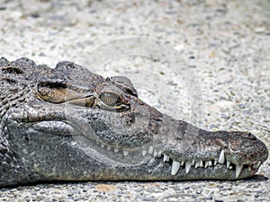 Crocodile with eyes wide open