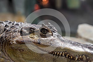 Crocodile face close-up. Open eyes of a predator
