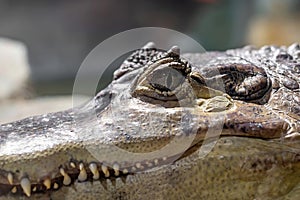 Crocodile face close-up. Open eyes of a predator