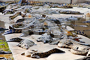 Crocodile farm