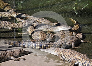 Crocodile Farm