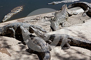 Crocodile Farm