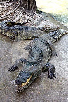 Crocodile Farm