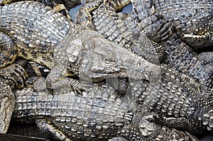 Crocodile farm