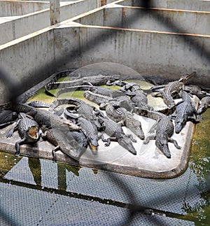 Crocodile Farm