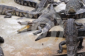 Crocodile Farm