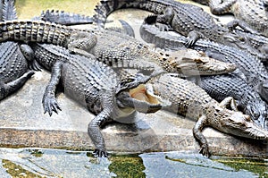 Crocodile Farm