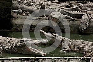 Crocodile farm