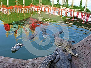 Crocodile farm