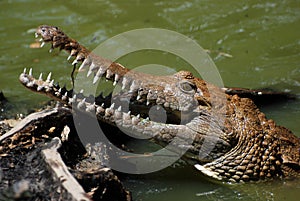 Crocodile Farm