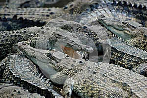 Crocodile Farm