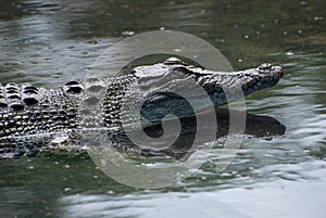 Crocodile Farm